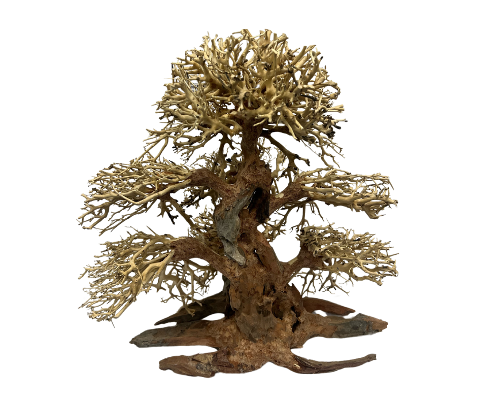 Bonsai Banyan Tree Small Aquarium Wood