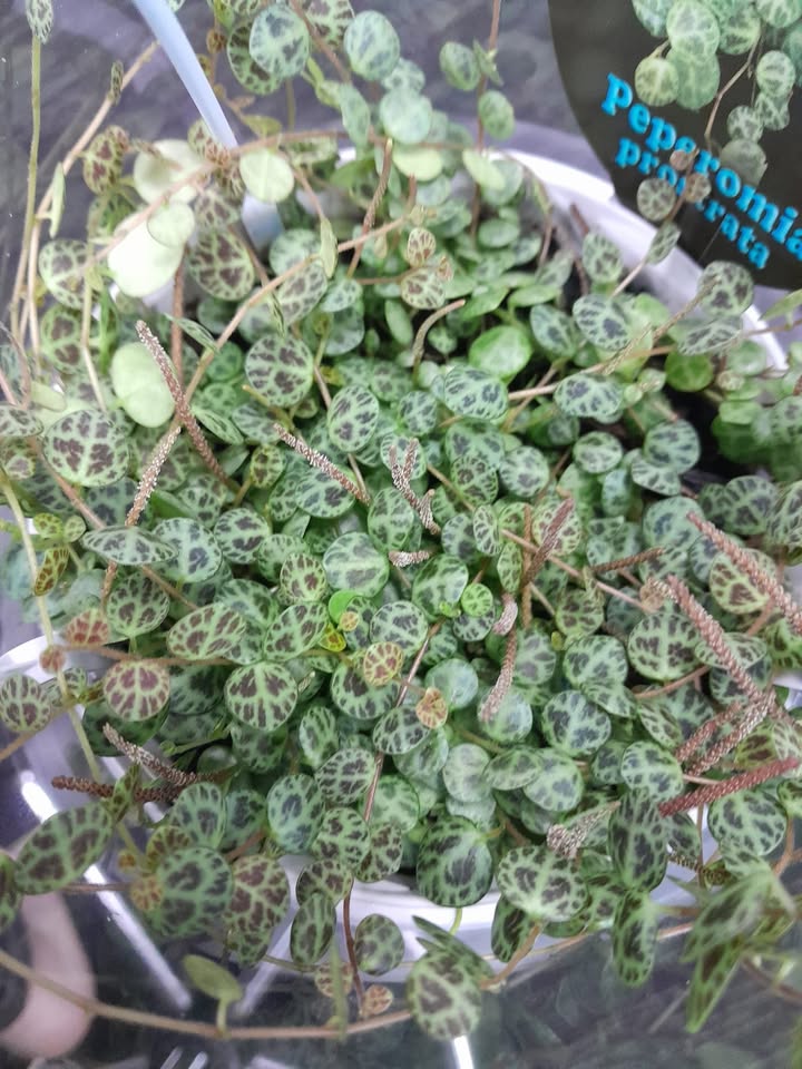 String of Turtles Plant