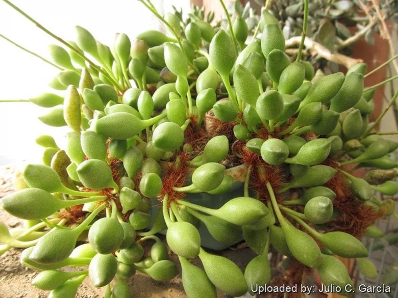 Adromischus Clavifolius succulent plant in a 10cm pot