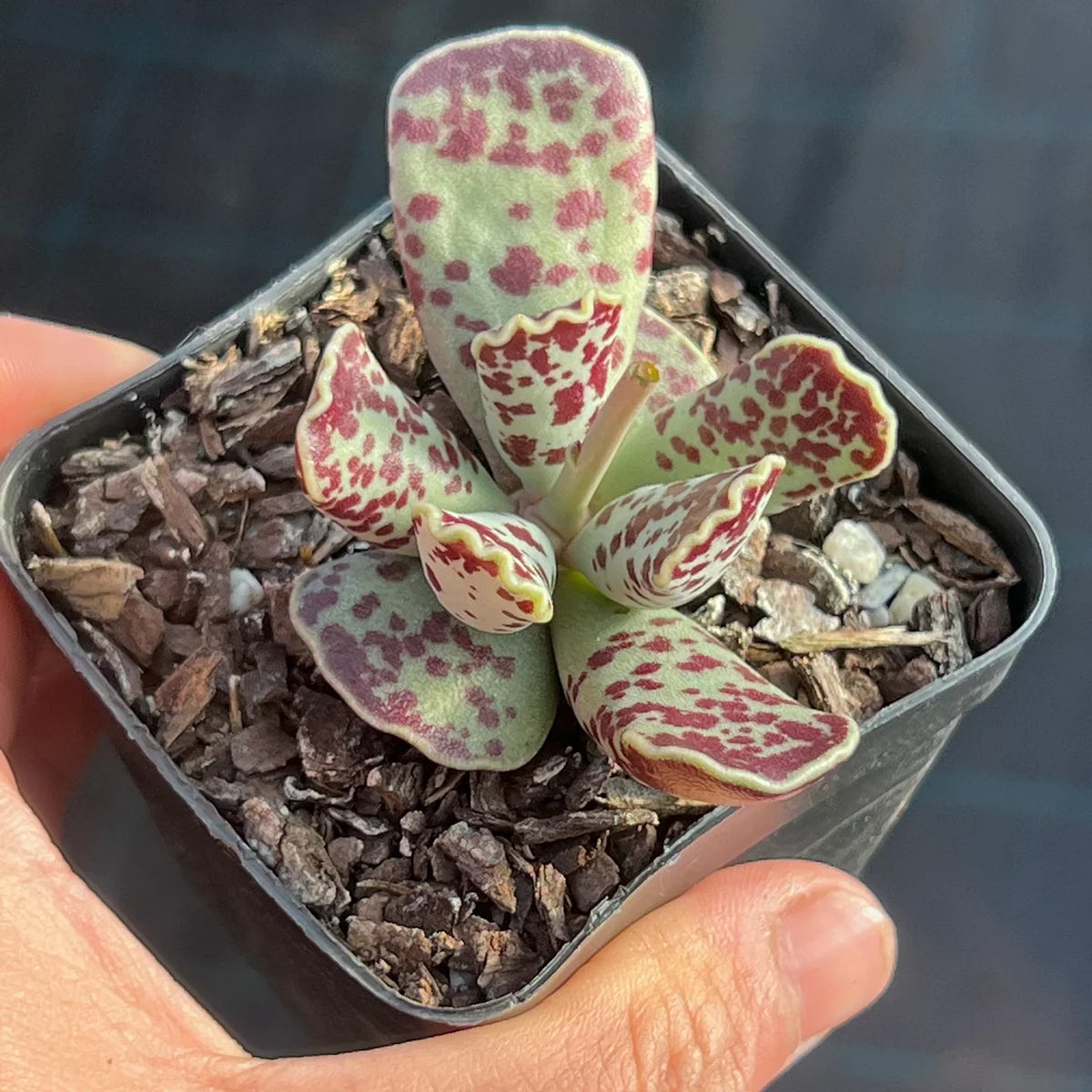 Adromischus Cooperi 'Plover Eggs Plant' Succulent