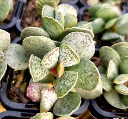 Adromischus Silver Tube