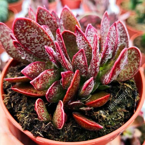 Adromischus Trigynus Succulents