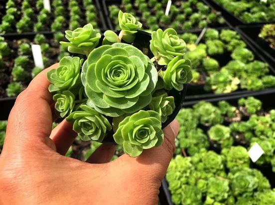 Aeonium Aureum (Greenovia Aurea) Succulent