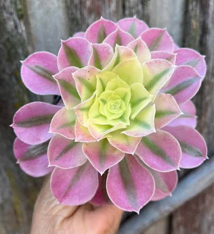 Aeonium Candy Powder succulent plant in a 14cm pot