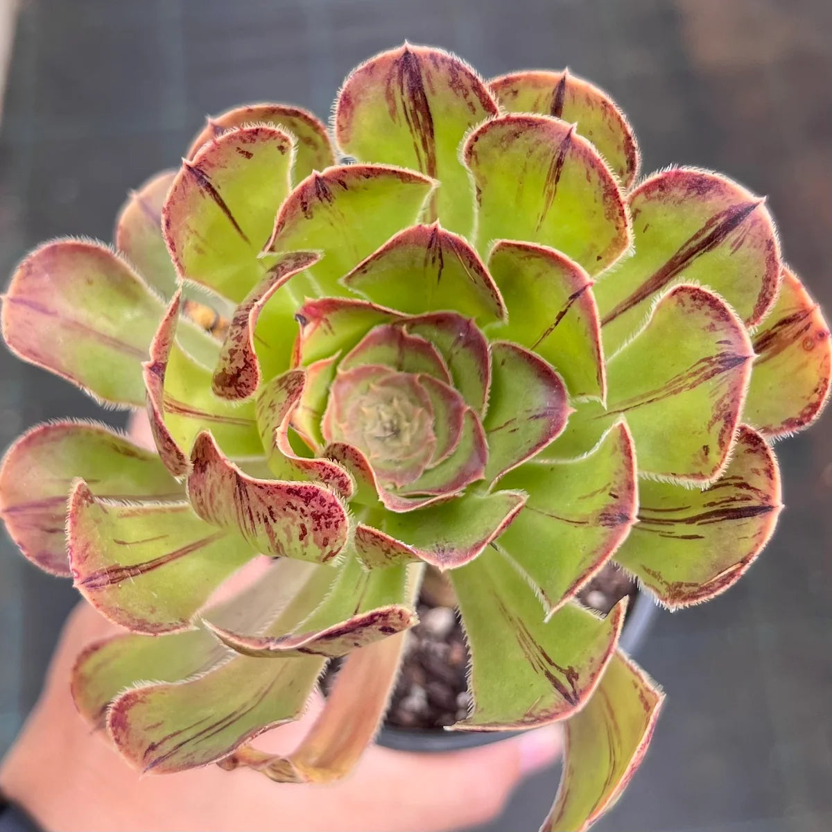 Aeonium Chocolate Line Succulents