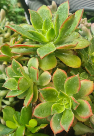 Aeonium Domesticum Variegata