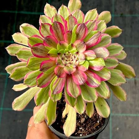 Aeonium Face Powder Succulent
