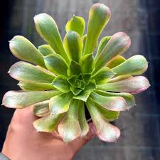 Aeonium Lemon Lime Succulents