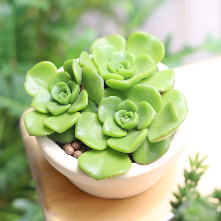 Aeonium Lily Pad Succulent