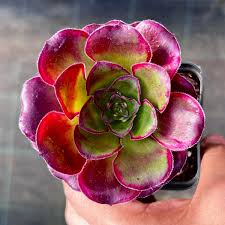 Aeonium Voodoo succulent plant in a 14cm pot