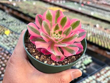Aeonium ‘Pink Witch’ Succulent