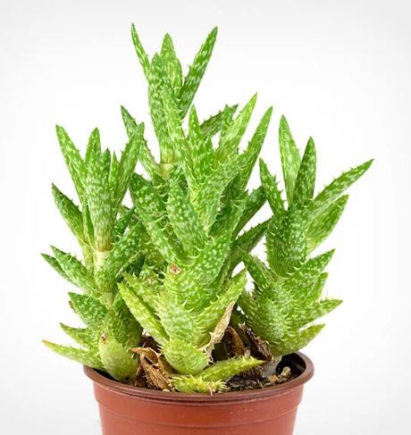 Aloe Juvenna Tiger Tooth Aloe Succulent
