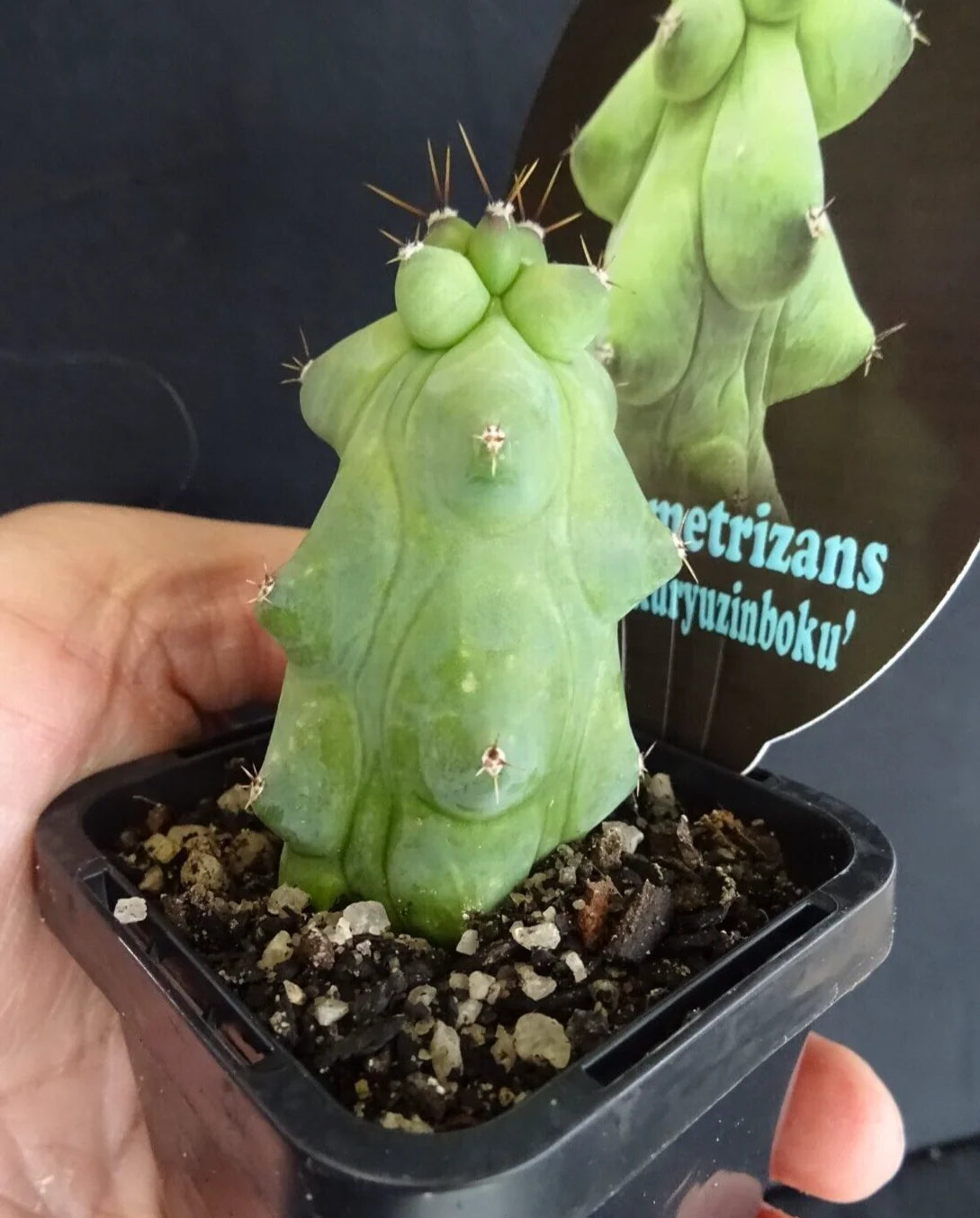 boob succulent Blue Boobs Cactus (Myrtillocactus geometrizans fukurokuryuzinboku