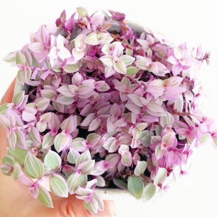 Callisia Repens ‘Pink Lady’ 6cm