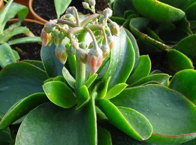 Cotyledon Macrantha Kermit