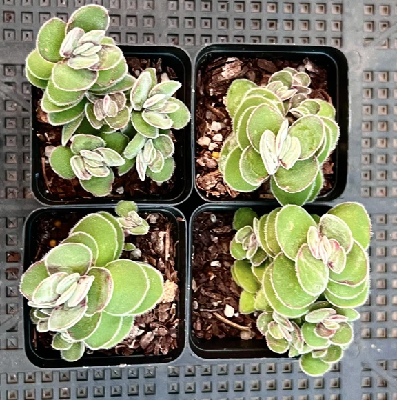 Crassula Kim’s Surprise succulent plant in a 10cm pot