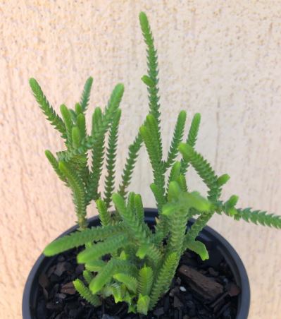 Crassula Muscosa