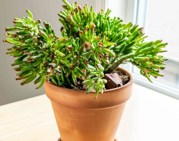 Crassula Ovata Gollum Succulent
