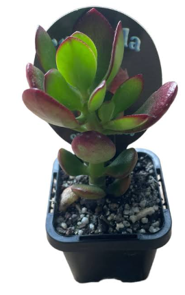 Crassula Ovata Ruby