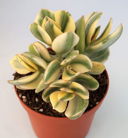 Crassula Ovata Variegata Succulent 6cm