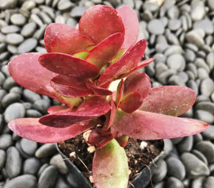 Crassula Platyphilla Succulent