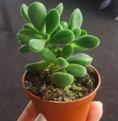 Crassula Rogersii Succulent