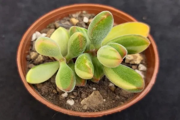 Crassula Rogersii Variegata Succulent