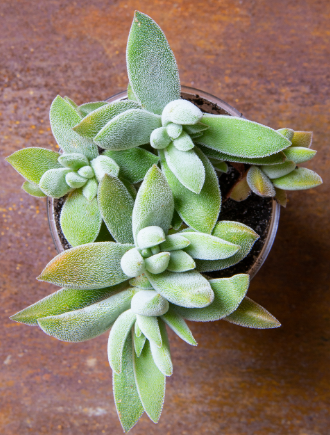 Crassula Surprise Party