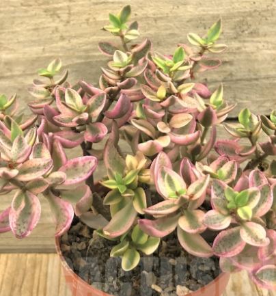 Crassula volkensii Succulents