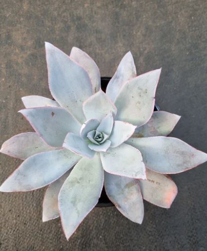 Echerveria Cante Succulent