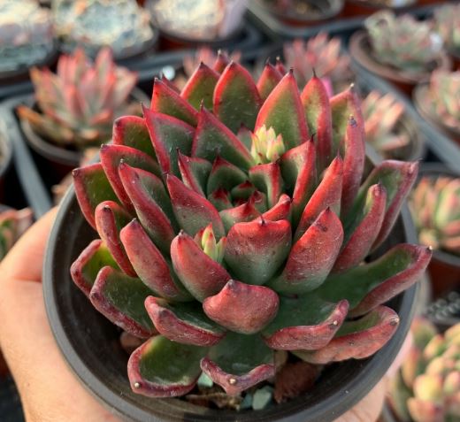 succulent demon Echeveria Agavoides 'Red Demon'