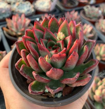Echeveria Agavoides Red Demon Succulent