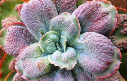 Echeveria Barbillion Succulent
