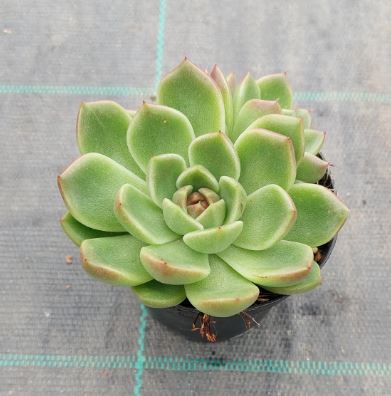 Echeveria Black Rose Succulent
