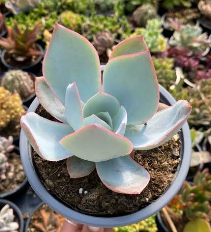 cante succulent Echeveria Cante