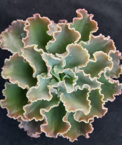 Echeveria Curly Locks Succulent
