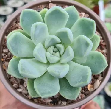Echeveria Elegans Succulent