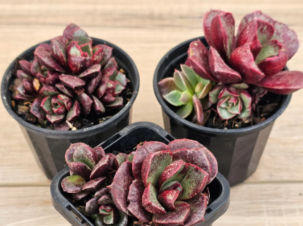 Echeveria Longissima