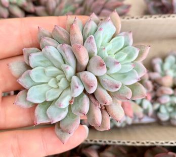Echeveria Orange Sherbet Succulent