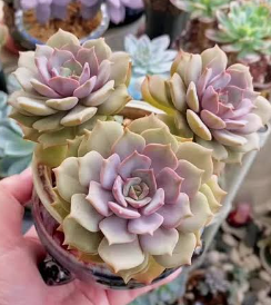 Echeveria Pastel Leon Succulent