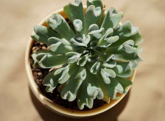 Echeveria Topsy Turvey Succulent