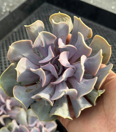 Echeveria Valkyrie Trumpet