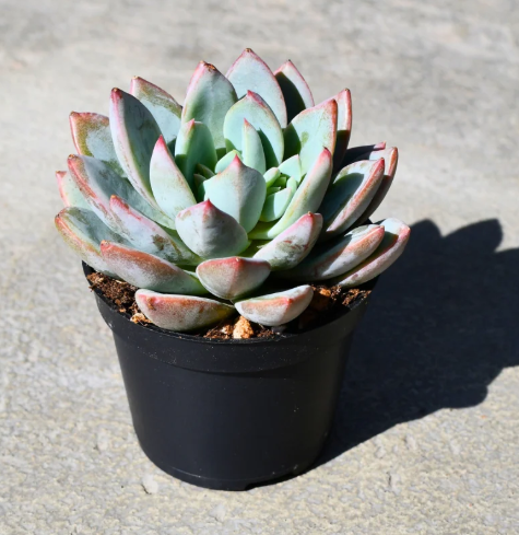 Echeveria Yummie