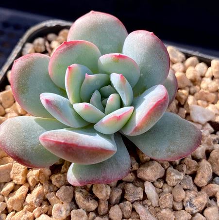 Echeveria milky rose Succulent