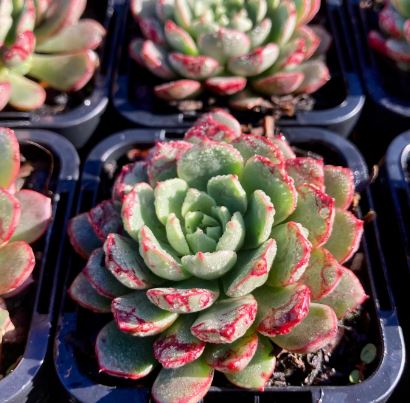 Echeveria The Fire Succulent