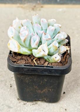 Echeverua Trumpet Pinky Succulent