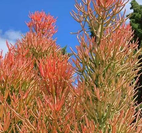 Euphorbia tirucalli ‘Fire Sticks’ Succulent