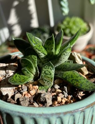 Gasteria Bicolour var. Liliputiana Succulent