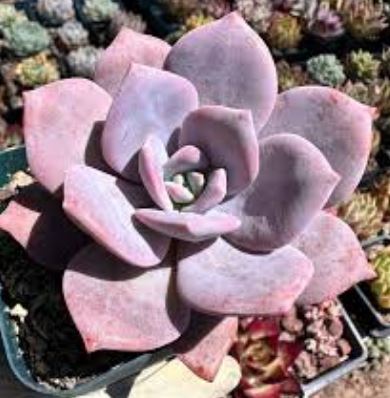 Graptoveria Pink Laui Succulent