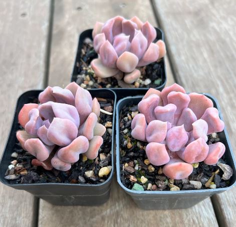 topsy debbie succulent Graptoveria Topsy Debbie